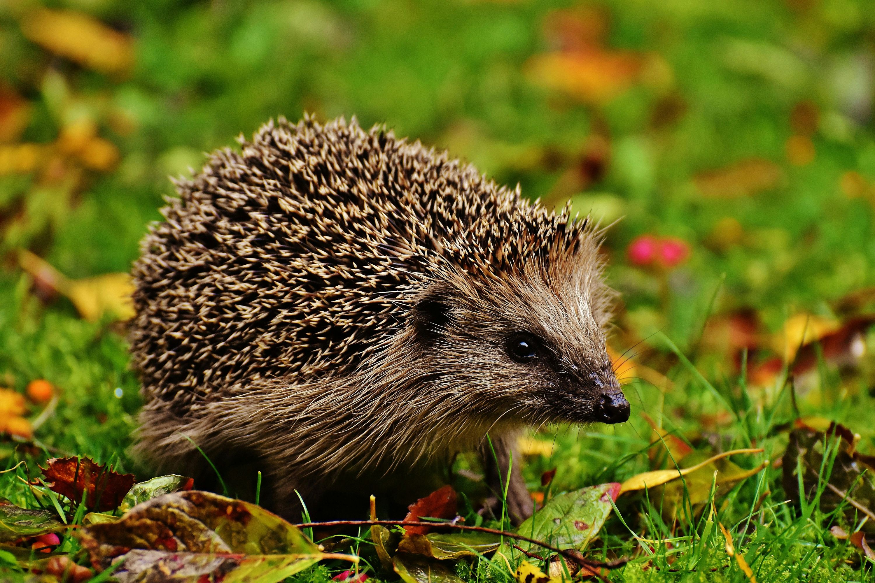 Sur les traces du hérisson | Fête de la Nature
